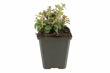 Blüten Dost Origanum hybride 'Rosenkuppel' 5-10 Topf 9x9 cm (P9) Origanum hybride 'Rosenkuppel'