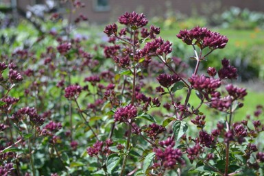 Blüten Dost Origanum hybride 'Rosenkuppel' 5-10 Topf 9x9 cm (P9)