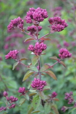 Blüten Dost Origanum hybride 'Rosenkuppel' 5-10 Topf 9x9 cm (P9)