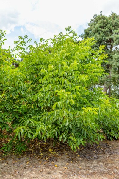 Echte Walnuß Juglans regia Mehrstämmig 125-150 T Juglans regia Mehrstämmig 125-150