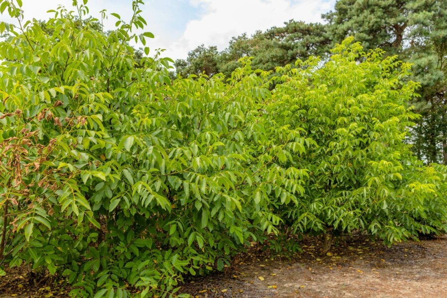 Echte Walnuß Juglans regia Mehrstämmig 125-150 T Juglans regia Mehrstämmig 125-150