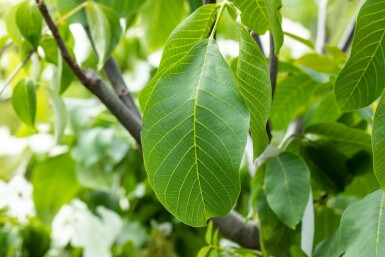 Echte Walnuß Juglans regia Mehrstämmig 125-150 T Juglans regia Mehrstämmig 125-150