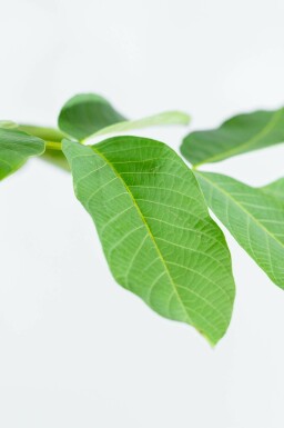 Echte Walnuß Juglans regia Mehrstämmig 125-150 T Juglans regia Mehrstämmig 125-150