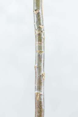 Echte Walnuß Juglans regia Mehrstämmig 125-150 T Juglans regia Mehrstämmig 125-150