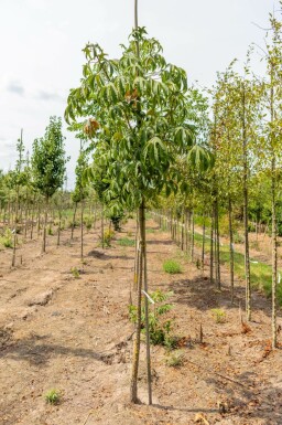 Baumkraftwurz Kalopanax septemlobus Mehrstämmig Kalopanax septemlobus Mehrstämmig