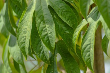 Baumkraftwurz Kalopanax septemlobus Mehrstämmig Kalopanax septemlobus Mehrstämmig