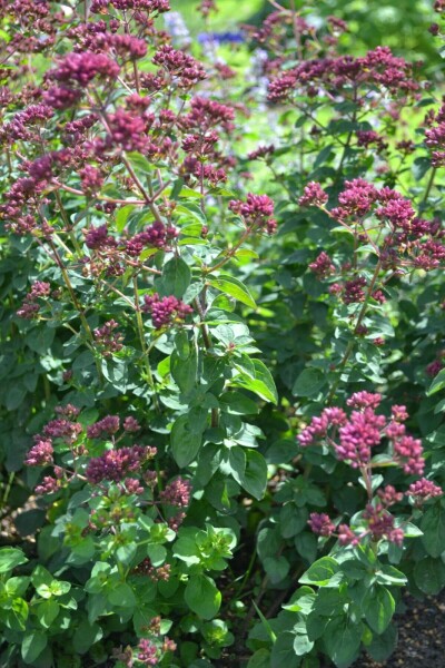 Heidedost Origanum laevigatum 'Herrenhausen' 5-10 Topf 9x9 cm (P9) Origanum laevigatum 'Herrenhausen'