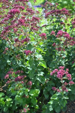 Heidedost Origanum laevigatum 'Herrenhausen' 5-10 Topf 9x9 cm (P9) Origanum laevigatum 'Herrenhausen'