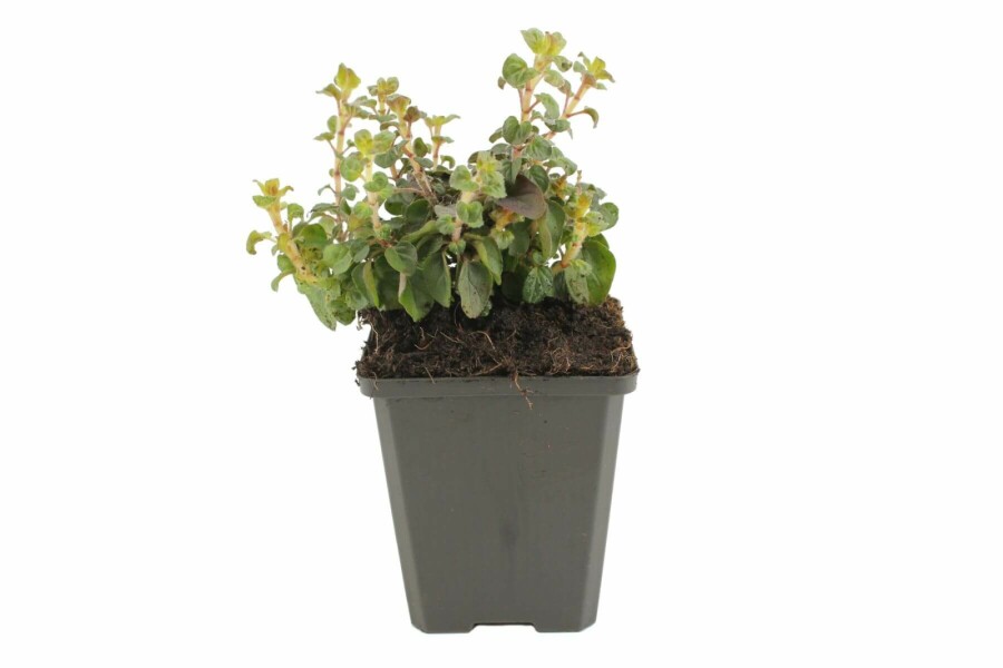 Heidedost Origanum laevigatum 'Herrenhausen' 5-10 Topf 9x9 cm (P9) Origanum laevigatum 'Herrenhausen'