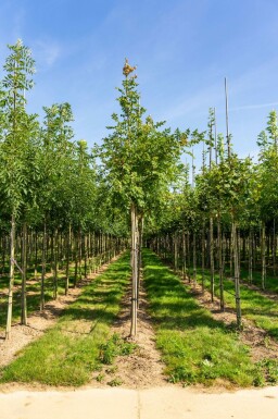 Blasenesche Koelreuteria paniculata Hochstamm Koelreuteria paniculata Hochstamm