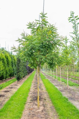Blasenesche Koelreuteria paniculata Hochstamm Koelreuteria paniculata Hochstamm