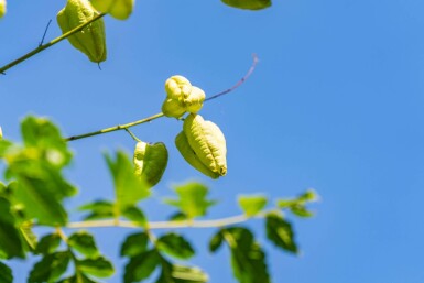 Blasenesche Koelreuteria paniculata Hochstamm Stammumfang 6-8 T Koelreuteria paniculata Hochstamm 6/8