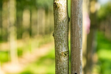 Blasenesche Koelreuteria paniculata Hochstamm Stammumfang 6-8 T Koelreuteria paniculata Hochstamm 6/8