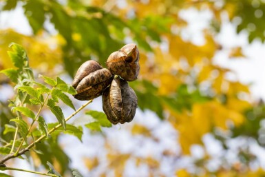 Blasenesche Koelreuteria paniculata Mehrstämmig 150-175 T Koelreuteria paniculata Mehrstämmig 150-175