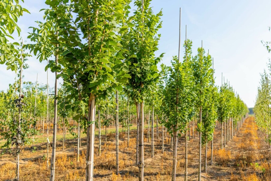 Chinesischer Lackbaum Koelreuteria paniculata 'Fastigiata' Hochstamm Stammumfang 16-18 T Koelreuteria paniculata 'Fastigiata' Hochstamm 16/18