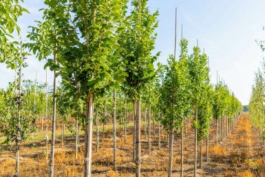 Chinesischer Lackbaum Koelreuteria paniculata 'Fastigiata' Hochstamm Stammumfang 16-18 T Koelreuteria paniculata 'Fastigiata' Hochstamm 16/18