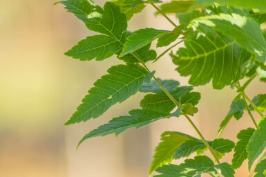 Chinesischer Lackbaum Koelreuteria paniculata 'Fastigiata' Hochstamm Stammumfang 16-18 T Koelreuteria paniculata 'Fastigiata' Hochstamm 16/18