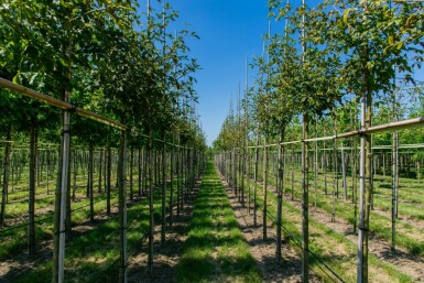 Gemeiner Goldregen Laburnum anagyroides Hochstamm Stammumfang 8-10 T Laburnum anagyroides Hochstamm 8/10