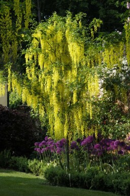 Gemeiner Goldregen Laburnum anagyroides Hochstamm Stammumfang 8-10 T Laburnum anagyroides Hochstamm 8/10