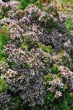 Oregano Origanum vulgare 'Compactum' 5-10 Topf 9x9 cm (P9) Origanum vulgare 'Compactum'