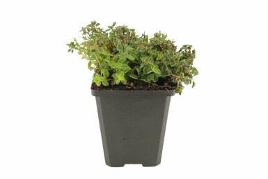 Oregano Origanum vulgare 'Compactum' 5-10 Topf 9x9 cm (P9) Origanum vulgare 'Compactum'