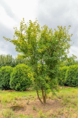 Gemeiner Goldregen Laburnum anagyroides Mehrstämmig Laburnum anagyroides Mehrstämmig