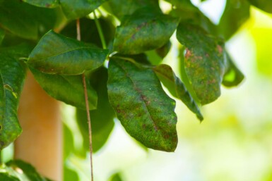 Gemeiner Goldregen Laburnum anagyroides Mehrstämmig 200-250 T Laburnum anagyroides Mehrstämmig 200-250