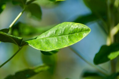 Gemeiner Goldregen Laburnum anagyroides Mehrstämmig 200-250 T Laburnum anagyroides Mehrstämmig 200-250