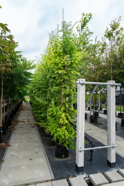 Europäische Lärche Larix decidua Hochstamm Stammumfang 10-12 T Larix decidua Hochstamm 10/12