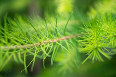 Europäische Lärche Larix decidua Hochstamm Larix decidua Hochstamm