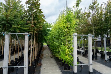 Europäische Lärche Larix decidua Hochstamm Stammumfang 10-12 T Larix decidua Hochstamm 10/12