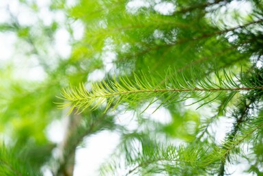 Europäische Lärche Larix decidua Hochstamm Stammumfang 10-12 T Larix decidua Hochstamm 10/12