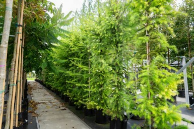 Europäische Lärche Larix decidua Hochstamm Stammumfang 10-12 T Larix decidua Hochstamm 10/12