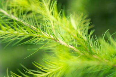 Europäische Lärche Larix decidua Hochstamm Stammumfang 10-12 T Larix decidua Hochstamm 10/12