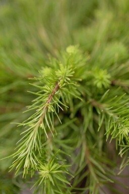 Japanische Lärche Larix kaempferi Larix kaempferi