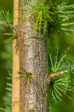 Japanische Lärche Larix kaempferi Larix kaempferi