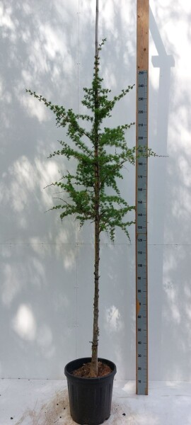Japanische Lärche Larix kaempferi Hochstamm Stammumfang 8-10 T Larix kaempferi Hochstamm 8/10