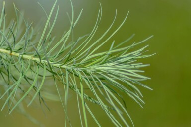 Japanische Lärche Larix kaempferi Hochstamm Larix kaempferi Hochstamm