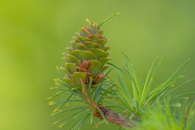Japanische Lärche Larix kaempferi Hochstamm Stammumfang 8-10 T Larix kaempferi Hochstamm 8/10