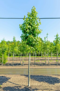 Amerikanischer Amberbaum Liquidambar styraciflua Hochstamm Liquidambar styraciflua Hochstamm