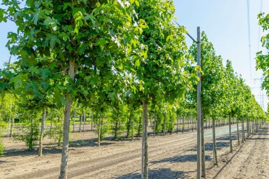 Amerikanischer Amberbaum Liquidambar styraciflua Hochstamm Liquidambar styraciflua Hochstamm