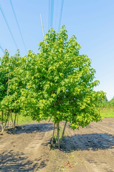 Amerikanischer Amberbaum Liquidambar styraciflua Mehrstämmig 200-250 T Liquidambar styraciflua Mehrstämmig 200-250