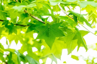 Amerikanischer Amberbaum Liquidambar styraciflua Mehrstämmig 200-250 T Liquidambar styraciflua Mehrstämmig 200-250