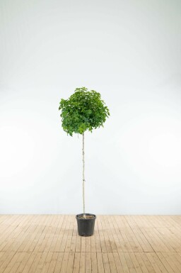 Amberbaum Liquidambar styraciflua 'Gum Ball' Kugelförmig Liquidambar styraciflua 'Gum Ball' Kugelförmig