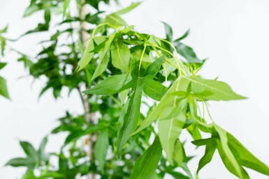 Amberbaum Liquidambar styraciflua 'Slender Silhouette' Hochstamm Liquidambar styraciflua 'Slender Silhouette' Hochstamm