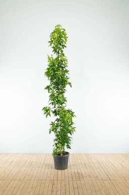 Amberbaum Liquidambar styraciflua 'Slender Silhouette' Stammbusch Liquidambar styraciflua 'Slender Silhouette' Stammbusch