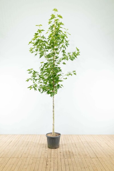 Amberbaum Liquidambar styraciflua 'Worplesdon' Hochstamm Stammumfang 14-16 T Liquidambar styraciflua 'Worplesdon' Hochstamm 14/16