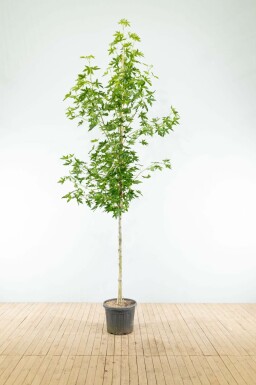 Amberbaum Liquidambar styraciflua 'Worplesdon' Hochstamm Stammumfang 14-16 T Liquidambar styraciflua 'Worplesdon' Hochstamm 14/16