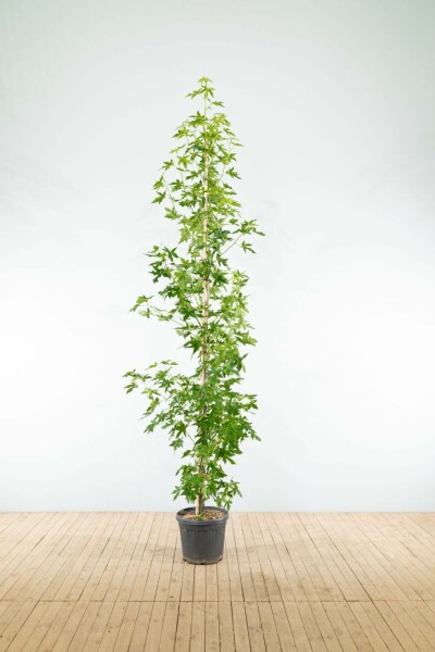 Amberbaum Liquidambar styraciflua 'Worplesdon' Stammbusch Stammumfang 4-6 T Liquidambar styraciflua 'Worplesdon' Stammbusch 4-6