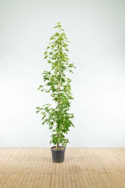 Amberbaum Liquidambar styraciflua 'Worplesdon' Stammbusch Stammumfang 4-6 T Liquidambar styraciflua 'Worplesdon' Stammbusch 4-6